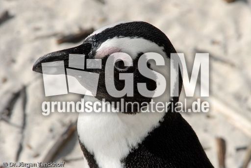 Brillenpinguin (126 von 148).jpg